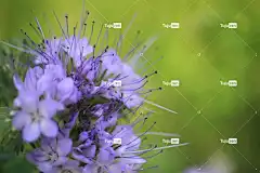 花 花卉背景 紫色的 酷背景 笔记本电脑壁纸 夏天 背景 免费壁纸