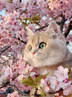 樱花树下站谁都美，我小猫也可以吗？ - 小红书
