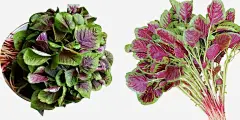 食物红苋菜时令蔬菜_新图网 https://ixintu.com 红苋菜 苋菜 青菜 蔬菜 紫苋菜 摄影 生物世界 蔬菜野菜