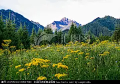 新疆天山山脉 遍地野花 黄色鲜花 待普森生态园 春天田野 山川草地 苍茫天涯 针叶林阔叶林 原野 植物树木 风景迷人 天地之间 壮阔大气 新疆乌苏 郁郁葱葱