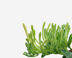 Unbren采集到植物成分