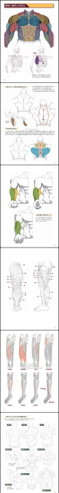 378 动漫手绘强壮肌肉造型 骨骼形态动态线稿 手绘美术设计素材-淘宝网
