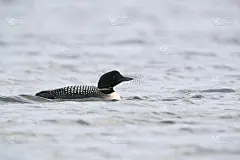 常见的笨蛋,冰岛