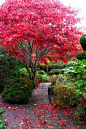 Japanese Garden: 