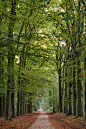 Road treelined with beech trees in autumn