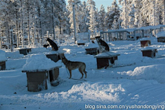 kinghx采集到[芬兰 ]北极圈内狗拉雪