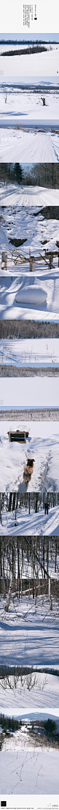 #黑土之上/雪国#东北的雪，从十一月下到来年的清明。小编在雪地里呆了将近三个小时，在离公司不到两公里的小村庄中华村，拍摄了一组雪景给大家，没见过雪的朋友可以一饱眼福啦！看大图请点击这里：http://t.cn/8FB2qPk #摄影# #美景##雪景#