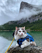 Meet Gary, the Hiking Rescue Cat Who Goes on Pawsome Mountain Adventures : This cat loves the outdoors so much that he tags along with his humans on mountain hikes.