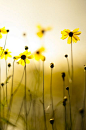 Bokeh Flowers