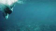 人类跳入水中和游泳的水下镜头。在珊瑚礁潜水。