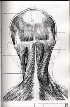 一只灰机采集到头颈肩肌肉人