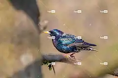 普通八哥 鸟 动物 野生动物 自然 高清壁纸 自然摄影 鸣鸟