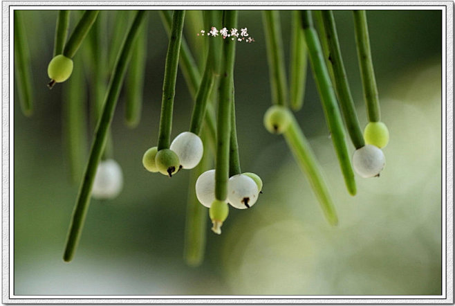 雨林仙人掌：碧綠珊瑚苇_你来看此花时_新...