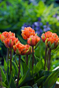  　　郁金香"橘子公主"（　重瓣早花群郁金香植株矮小，高15-35厘米;花重瓣，大多来源于共同亲本，花茎短，花茎10厘米，花色丰富，以暖色为主，有洋红、玫红、鲜红、白等色，花期比单瓣种稍早。这一类型品种最适合作盆栽观赏或花坛布置，较适宜在早春作促成栽培。 　　该型于17世纪从久克•万•托里品系中选育而来。花型重瓣杯状，形似芍药。花色以红、黄等暖色为主，具彩缘和斑点。最适合作盆栽观赏。）