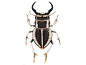 走进奇妙的甲虫世界：占地球四分之一动物物种 : 走进奇妙的甲虫世界：占地球四分之一动物物种。