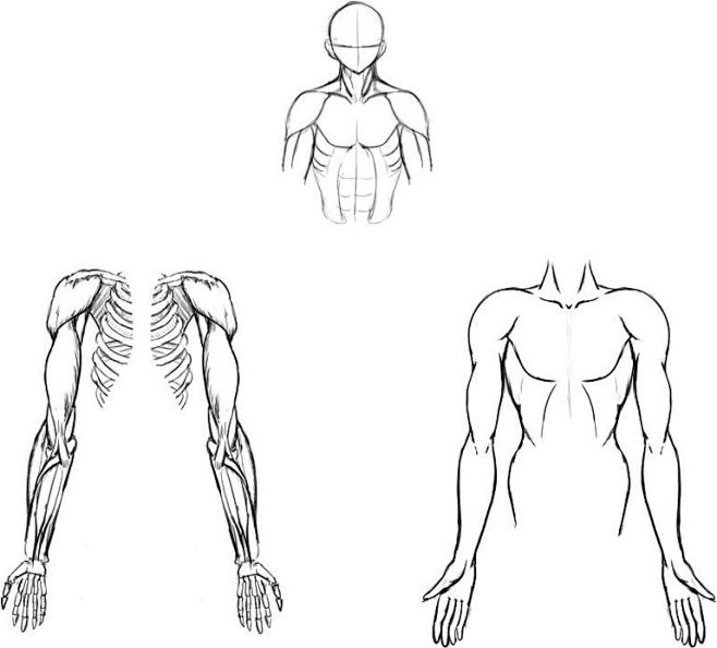 学习手臂画法画出肌肉发达的上半身插画 -.