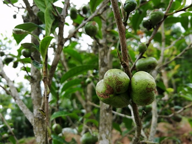 清心山（宁洱）糖印山花香普洱茶基地 掠影