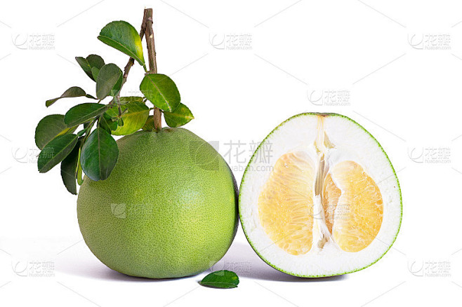 绿色的柚子具枝和叶孤立在白色的背景上