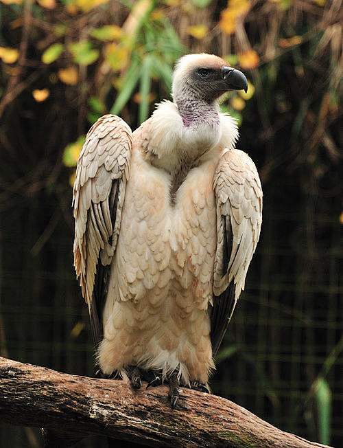 隼形目·鹰科·秃鹫亚科：南非兀鹫