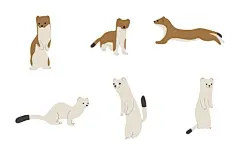 卡通鼠鼬动物插画矢量图设计素材