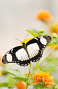 Mocker Swallowtail Butterfly, Papilio dardanus.
#蝶#