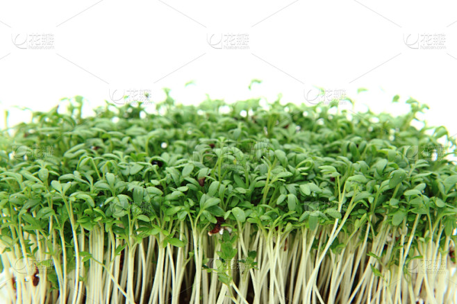 豆瓣菜,自然,有机食品,蔬菜,草本,清新...