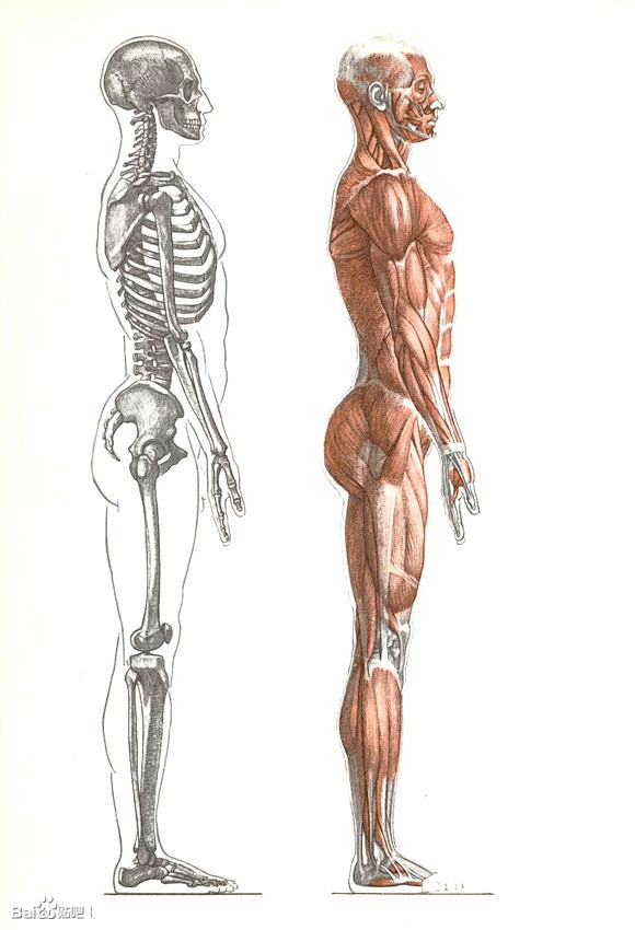 收集整理一组人体和动物的骨骼肌肉结构图_...