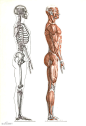 收集整理一组人体和动物的骨骼肌肉结构图_纹身吧_百度贴吧 #素描#