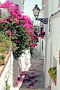 ✿【西班牙】Bougainvillea in the alley, Frigiliana, Málaga, Spain (by Nacho Coca)。西班牙弗里希利亚纳，曾被选为西班牙最美的村庄。在西班牙的安达卢西亚，马拉加太阳海岸沿岸有许多白色小镇，这些白色的房子建筑在起伏的山间，有的建在悬崖峭壁之上，节次鳞比的白色的房屋就像串连在海岸线上的珍珠，装点着蓝色的地中海。弗里希利亚纳就是其中一个小镇。走进村里，狭窄的小路铺着碎石、涂着绿色或红色的门窗、以及若无其事放置着的花盆……一切是都协调得那么的美。每