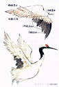 丹顶鹤的 搜索结果_360图片
