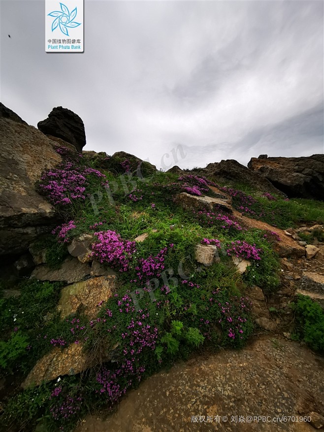 百里香 Thymus mongolicu...