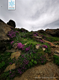 百里香 Thymus mongolicus (Ronniger) Ronniger 中国植物图像库