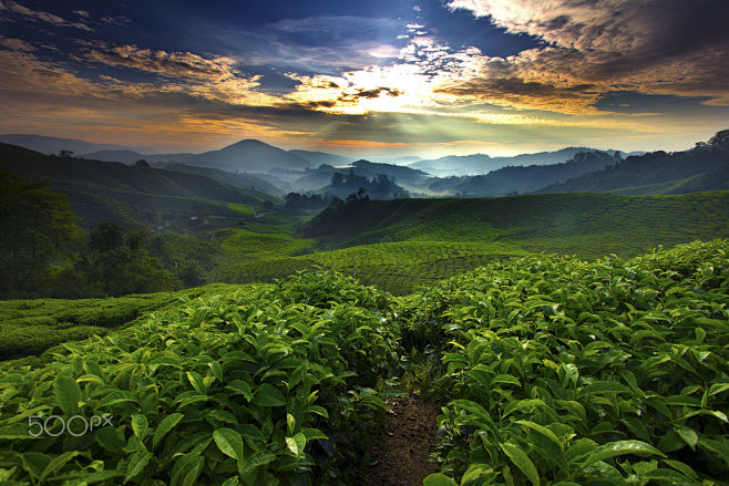 Tea in the morning b...