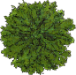 PNG 环艺 树木 植物 水彩 手绘 树木 花朵 (8)