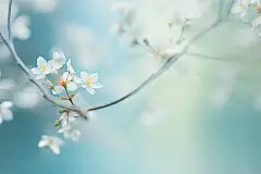 白色花朵唯美桌面壁纸素材图片