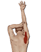 【肩部肌肉的拉伸放松】合理拉伸是对肌肉的一种放松，是对疲劳的一种解除，是对一些损伤的修复，懂得肌肉纤维的走行和功能，才是拉伸的真谛。模仿时用力要逐渐加大，不要一步到位，如感觉不舒服，请立刻停止。每次拉伸以3-5分钟为宜。（李哲教你学解剖）