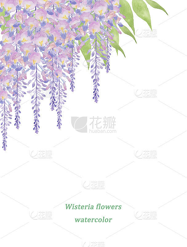 紫藤花