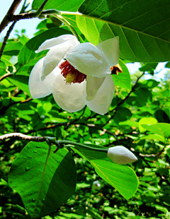 神无月浅希采集到花草 一花一世界