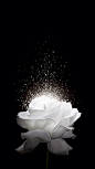 White rose h5 background