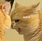 表情包