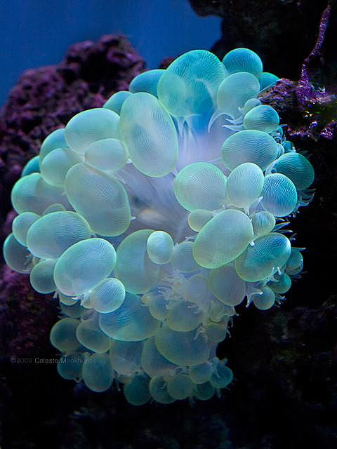 海洋世界
3.气泡珊瑚（学名： Pler...