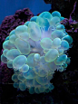 海洋世界
3.气泡珊瑚（学名： Plerogyra Sinuosa）