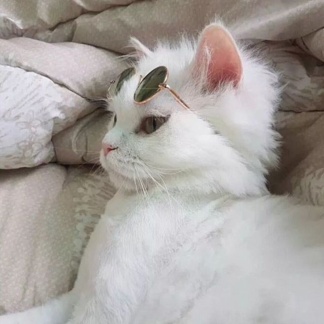 动物头像猫
