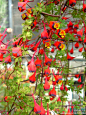 旱金莲之美，永远超乎你的想象！ { 三色旱金莲，学名：Tropaeolum tricolorum，摄影：Jonathan Landsman }