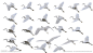 白鹭各种飞翔图图片