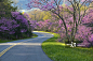 Curved country road with redbud trees in spring._创意图片
