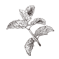 薄荷_PNG线稿素描手绘植物花水仙菊化妆品包装海报平面AI矢量设计素材