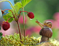 mushroom photography vyacheslav mishchenko 1 神奇的蘑菇世界，全新的视觉体验！