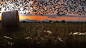 Birds in the field by Nicodemo Quaglia on 500px