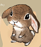Little rabbit | Flickr – 相片分享！